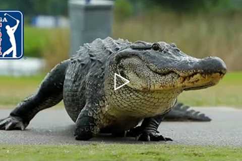 Best of: Alligator encounters at the Zurich Classic