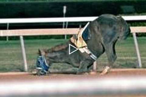 Racehorse Reality