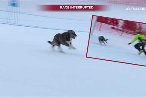 Runaway dog hilariously evades marshals, then races down ski slope at World Cup super-G in Bormio