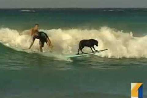 Waikiki surfing dog  Waikiki surfing lessons.  Oahu, Hawaii