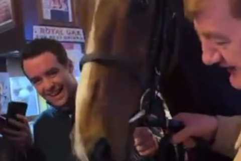 ‘Unreal’ Guinness-drinking horse who loves it in the pub backed to be the toast of Cheltenham by..