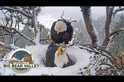 Big Bear Bald Eagle Live Nest - Cam 1