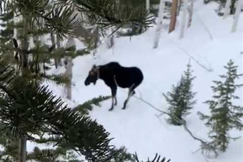 [VIDEO] Snowboarders Hide in Tree for 1 Hour to Avoid Angry Moose