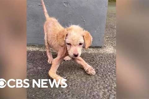 Puppy with leg deformity makes transformation