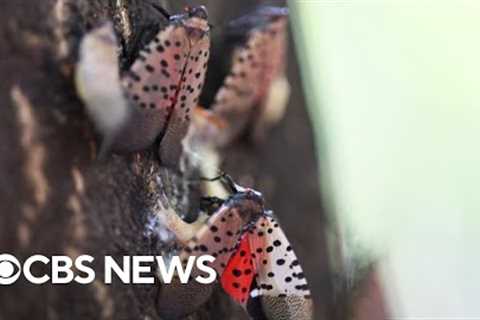 Spotted lanternflies expected to return earlier this year, officials warn