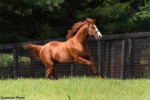 The 2023 2-Year-Old Sale Sire Power Rankings: Justify Has Arrived After Big OBS Spring Sale – Horse ..