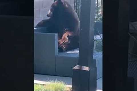 Bear chills in California family’s backyard #shorts