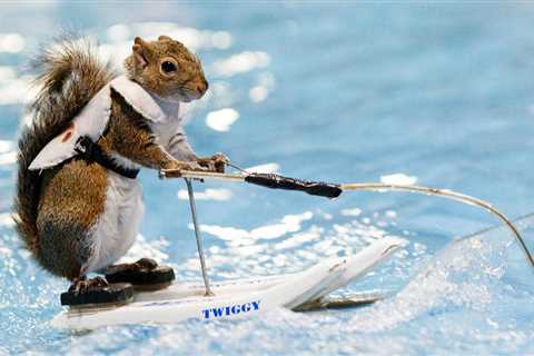 Twiggy the Water-Skiing Squirrel's earned a living for not one, but two family generations