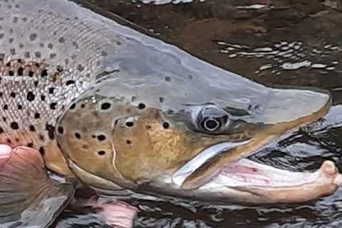 Salmon River, Pulaski NY - Trip #4 - September 7, 2023 - Brown Trout Released