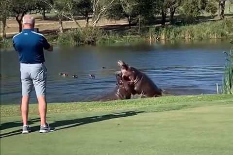 Incredible Moment Golf Game Interrupted as Two Giant Hippos Fight Just Yards from Players