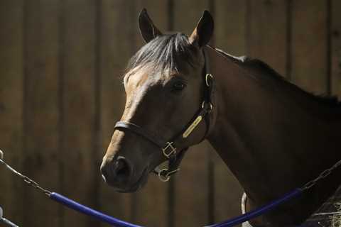 Tragedy Strikes at Santa Anita as Leading Breeders' Cup Contender Dies of Heart Attack