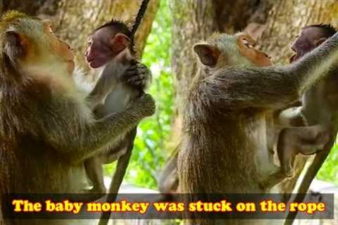 Baby monkey was naughty and got caught in the rope. Mother monkey stupidly tried to pull baby out