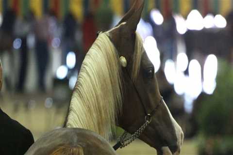 Saddle Up And Witness Equine Excellence At Horse Shows In Scottsdale, Arizona