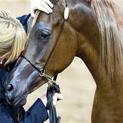 Volunteer at the World's Best Arab Equestrian Shows in Scottsdale, Arizona