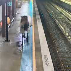 Loose Racehorse Causes Chaos on Train Station Platform