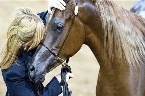 Volunteer at the World's Best Arab Equestrian Shows in Scottsdale, Arizona