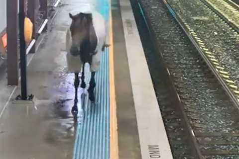 Loose Racehorse Causes Chaos on Train Station Platform