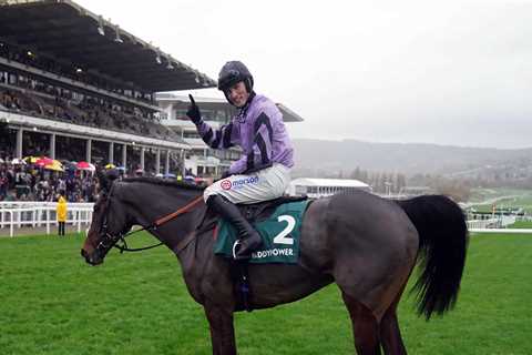 Stage Star back in the spotlight at Cheltenham