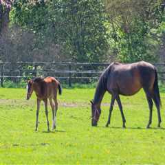 The Thriving Horse Industry in Beaver County, Pennsylvania