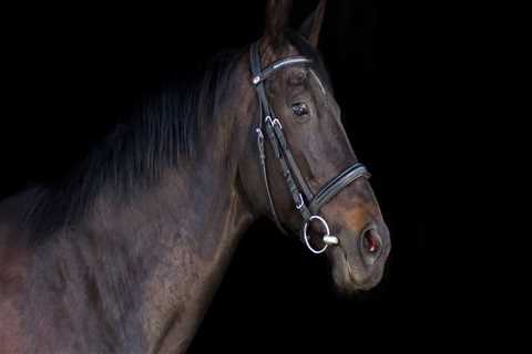 The Importance of Proper Treatment and Care for Horses in Beaver County, Pennsylvania