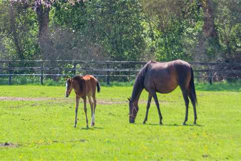 The Thriving Horse Industry in Beaver County, Pennsylvania