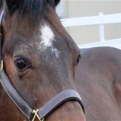 The Expert's Guide to Registering for Horse Shows in Southwestern Missouri