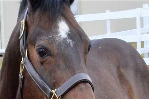 The Expert's Guide to Registering for Horse Shows in Southwestern Missouri