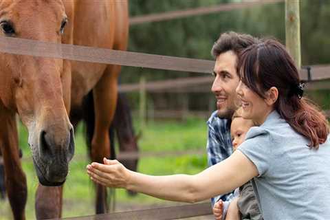 Maximizing Opportunities for Vendors at Horse Shows in Southwestern Missouri
