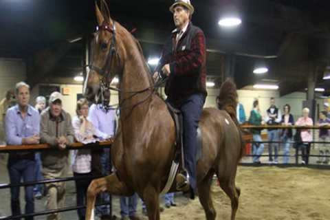 The Exciting World of Horse Shows in Southwestern Missouri