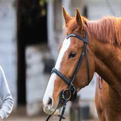Exploring the Diverse Classes Offered at Horse Shows in Northeast Ohio