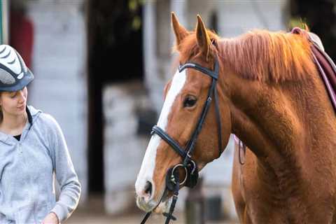 Exploring the Diverse Classes Offered at Horse Shows in Northeast Ohio